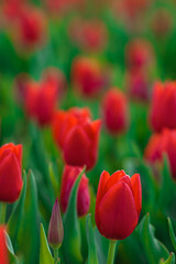 Spring background with red tulips flowers. beautiful blossom tulips field. spring time. banner, copy space