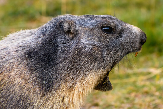Portrait du cri de la marmotte dans le Parc National du Mercantour