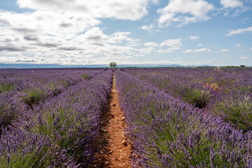 Naklejka na ściany i meble Touristic destination in South of France, colorful lavender and lavandin fields in blossom in July on plateau Valensole, Provence.