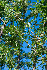 Green almonds nuts ripening on tree, cultivation of almond nuts in Provence, France