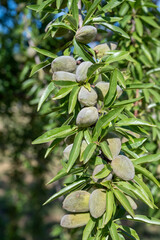 Green almonds nuts ripening on tree, cultivation of almond nuts in Provence, France