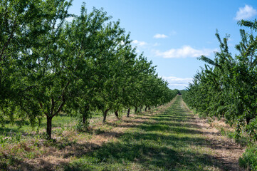 Fototapeta na wymiar Green almonds nuts ripening on tree, cultivation of almond nuts in Provence, France
