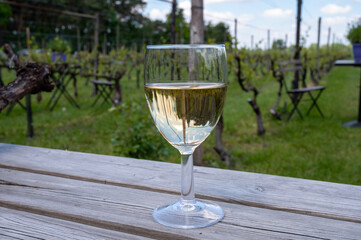 Tasting of Dutch white wine served outdoor on green meadow with vineyard, wine production in Netherlands