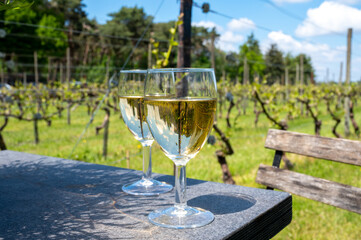 Tasting of Dutch white wine served outdoor on green meadow with vineyard, wine production in Netherlands