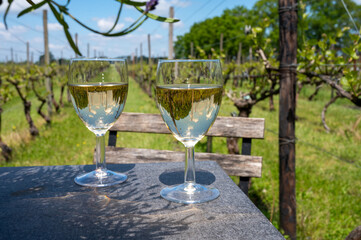 Tasting of Dutch white wine served outdoor on green meadow with vineyard, wine production in Netherlands