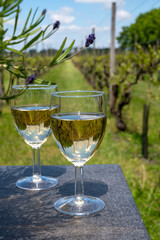 Tasting of Dutch white wine served outdoor on green meadow with vineyard, wine production in Netherlands