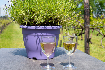 Tasting of Dutch white wine served outdoor on green meadow with vineyard, wine production in Netherlands