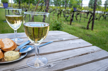 Tasting of Dutch white wine served outdoor on green meadow with vineyard, wine production in Netherlands