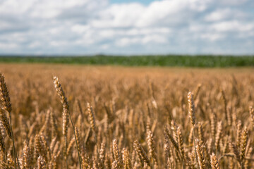 field with ripe wheat