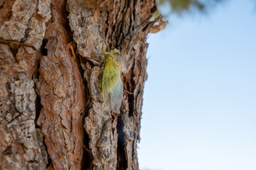 Symbol of Provence, 1 day young cicada orni insect sits on tree close-up
