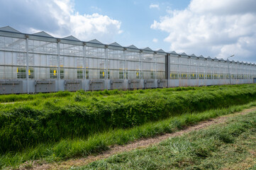 Agriculture in Netherlands, big glass greenhouses used for growing organic vegetables and fruits, Zeeland