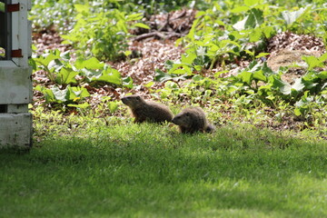 Groundhogs