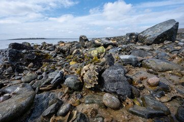 Wild creuse oysters shellfish growing on stones in salted water of Oesterschelde during low tide, Zeeland, Netherlands