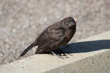 Bird 2
