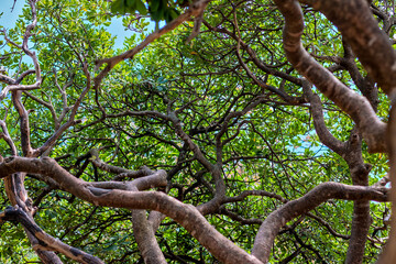 Branches of an old olive tree