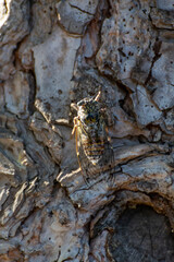 Symbol of Provence, cicada orni insect sits on tree close-up