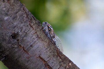 Symbol of Provence, cicada orni insect sits on tree close-up
