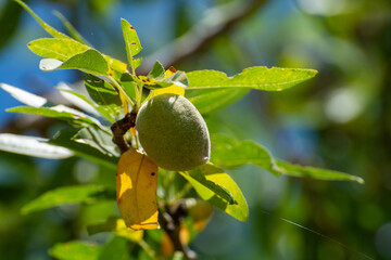 Green almonds nuts ripening on tree, cultivation of almond nuts in Provence, France