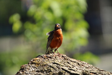 Bird 1