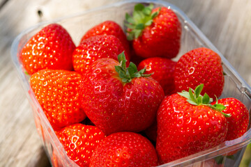 Red ripe Dutch strawberry, new harvest, ready to eat