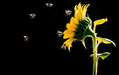 honey bees Apis mellifera drinking nectar from sunflower