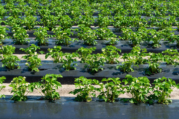 Obraz na płótnie Canvas Plantations of blossoming strawberry plants growing outdoor on soil covered with plastic film