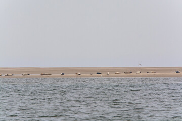 Big colony of sea seals resting on sandy island during low tide near Renesse beach, Zeeland, Netherlands