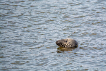 Fototapeta premium Head of sea seal swimming near Renesse beach, North sea, Zeeland, Netherlands