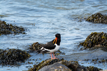 Eurasian oystercatcher bird looking for oysters during low tide in Oesterschelde national park,...
