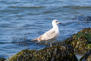 Young seagull sitting on stone during low tide in North Sea, Zeeland, Netherlands
