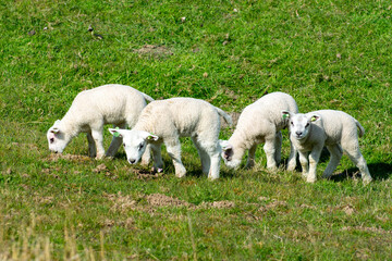 Fototapeta premium Lambs family with newborn ram graze on the green dams of the North Sea in Zeeland, Netherlands