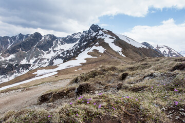 Mountain view with a pink flower growing on a rock, Polish Tatras ,  Kasprowy Wierch area