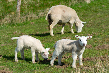 Lambs family with newborn ram graze on the green dams of the North Sea in Zeeland, Netherlands
