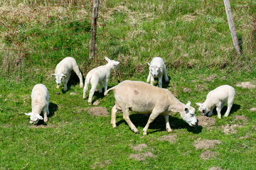 Lambs family with newborn ram graze on the green dams of the North Sea in Zeeland, Netherlands