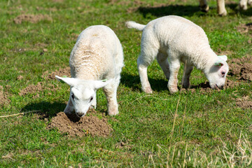 Fototapeta premium Lambs family with newborn ram graze on the green dams of the North Sea in Zeeland, Netherlands