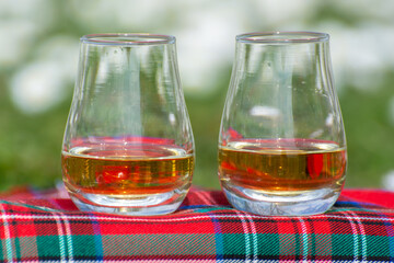 Glasses of Scotch single malt or blended whisky on red tartan on green grass with many white daisy flowers