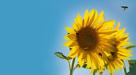 honey bees Apis mellifera drinking nectar from sunflower