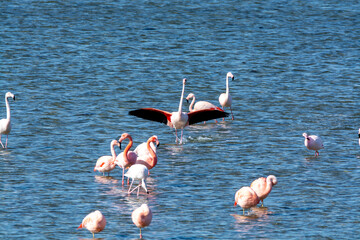 Colony of pink flamingos wintering in Grevelingen salt lake near Battenoord village in Zeeland, Netherlands