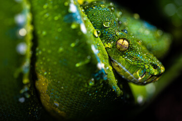 Close up of a gorgeous Green Tree Python (Morelia viridis) with water drops on its scales.
Green snake covered with water droplets.
Macro photo of a green snake with big yellow eyes.