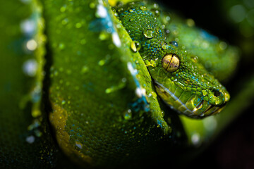Close up of a gorgeous Green Tree Python (Morelia viridis) with water drops on its scales. 

Green...