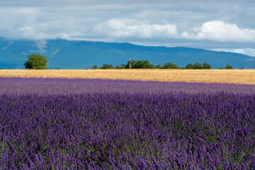 Plakat Touristic destination in South of France, colorful lavender and lavandin fields in blossom in July on plateau Valensole, Provence.