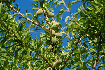 Green almonds nuts ripening on tree, cultivation of almond nuts in Provence, France