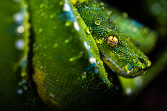 Close up of a gorgeous Green Tree Python (Morelia viridis) with water drops on its scales. 

Green snake covered with water droplets.

Macro photo of a green snake with big yellow eyes.