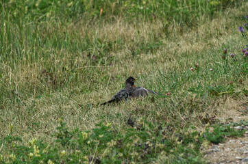 An American Robin in the Grass