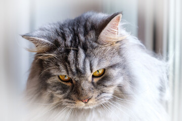 Muzzle of tabby cat with yellow stunning eyes. Serious, proud and insightful look and fluffy fur. Closeup portrait