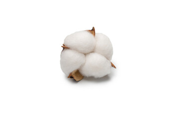 Cotton flower branch isolated on white background.