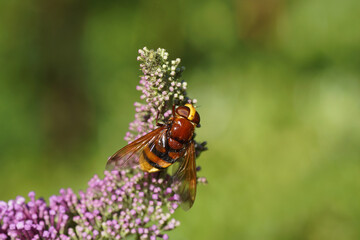 Hornet Plumehorn, Hornet mimic hoverfly (Volucella zonaria), family Syrphidae on faded flowers of a summer lilac (Buddleja davidii). Summer, August in a Dutch garden. 