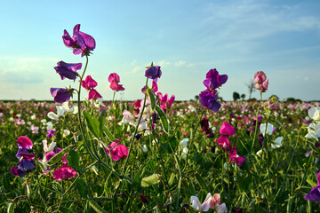 The cultivation of the crops of the scented pea plant during the summer