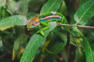 Cape-dwarf Chameleon slowing walking through dense vegetation