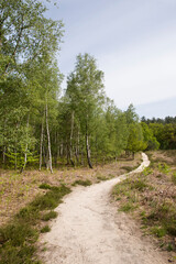 mixed forest and path stretching into the distance, young green foliage, sun rays, spring landscape